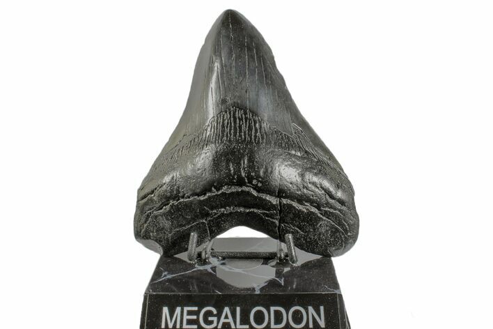 Black, Fossil Megalodon Tooth - South Carolina #166092